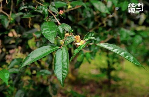 十二块田:以茶为梦天地宽 国际