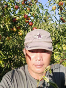沾化冬枣生态种植基地——鲁
